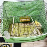 پرنده عروس هلندی|پرنده|رشت, معلولین|دیوار