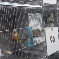 انواع جفت های گرینچیک اناناسی یلوساید پاین اپل