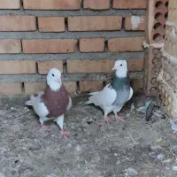 کبوتر طوقی 6تا باهم پاک معاوضه مرغ خروس بزغاله|حیوانات مزرعه|گنبد کاووس, |دیوار