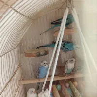 پرنده|پرنده|سردشت, |دیوار