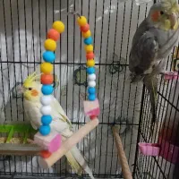 پرنده طوطی عروس هلندی|پرنده|سرخرود, |دیوار