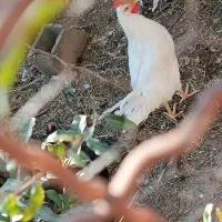 خروس فروشی ۳۵۰ تومن|حیوانات مزرعه|طبس, |دیوار