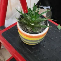 کاج مطبق|گل و گیاه طبیعی|تهران, پرستار|دیوار