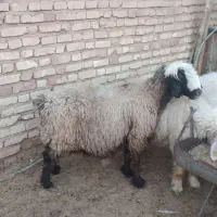 یک راس میش شهر کردی