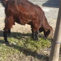 کهره ماده|حیوانات مزرعه|کهنوج, |دیوار