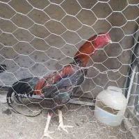 مرغ خروس لاری