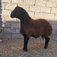 بره قوچ همو درجه یک|حیوانات مزرعه|تربتحیدریه, باغ سلطانی|دیوار