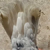 فروش هفت رنگ دم سفید نر پریده|پرنده|رفسنجان, |دیوار