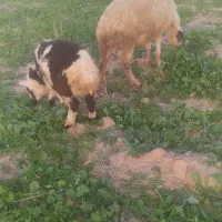 میش و بره|حیوانات مزرعه|اندیمشک, |دیوار