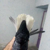 کبوتر|پرنده|طسوج, |دیوار