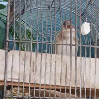 سهره سر سیاه