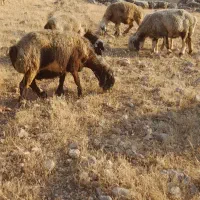 میش داشت