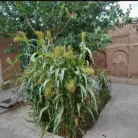 فروش خانه قدیمی خوش نقشه