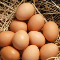 تخم مرغ بومی ارگانیک