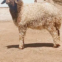 بره گوسفند و بره