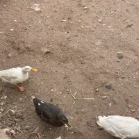 سه تا اردک|حیوانات مزرعه|جوانرود, |دیوار