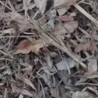 علف بادام درجه یک پرعلف