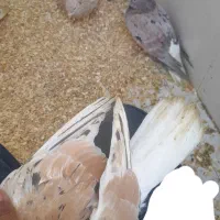 دمسفید همه مدل