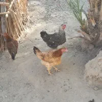 فروش مرغ و جوجه خروس محلی در دولت آباد