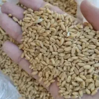 300 کیلو گندم محلی مخصوص کشت