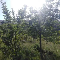 فروش باغ سیب و گردو