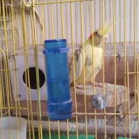 طوطی عروس هلندی سخنگو