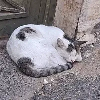 واگذاری گربه