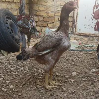 مرغ و خروس لاری