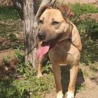 سگ ماده 2ساله پیتبول نزدیک فحل