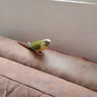 پرنده گیرینچیک آناناسی|پرنده|شیراز, دلجو|دیوار