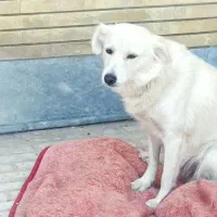 واگذاری سگ اشپیتز|سگ|فسا, |دیوار