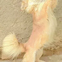 پاکوتاه|سگ|گلبهار, نوبهار|دیوار