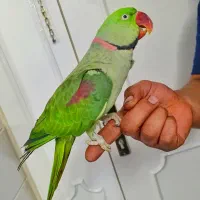 شاه طوطی نر