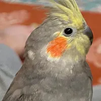 عروس هلندی محدوده پزشک گم شده