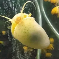 ماهی گوپی زیبا|ماهی|کرمانشاه, |دیوار