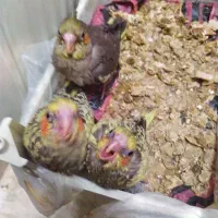 عروس هلندی|پرنده|یزد, |دیوار