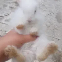 خرگوش