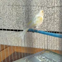 ساعت معاوضه قناری سهره