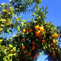 زمین-595-متری-با-ویوی-کوه-و-جنگل-در-بالارود