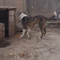 سگ فروشی