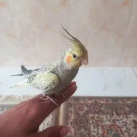 عروس هلندی
