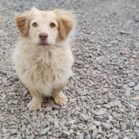 سگ بازیگوش|سگ|بردسکن, |دیوار