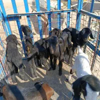 کهره و بره شیری|حیوانات مزرعه|بهبهان, |دیوار