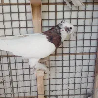 کفتر رنگی|پرنده|شیراز, شاه قلی بیگی|دیوار