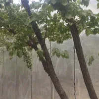 ایزوگام قیروگونی آسفالت برش