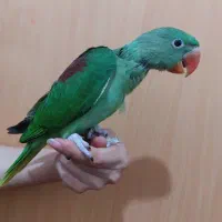 جوجه شاه طوطی پرورش داخل