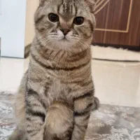 واگذاری سرپرستی اسکاتیش یک جفت|گربه|همدان, |دیوار