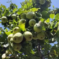 ویلا خونه باغ زیتون طارم.|فروش خانه و ویلا|طارم, |دیوار