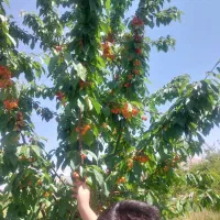 فروش باغ میوه