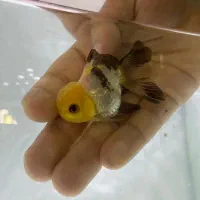 گلدفیش پاندا وارداتی